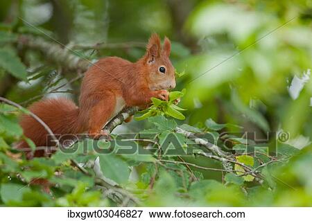 "Eurasian Red Squirrel (Sciurus vulgaris) sitting on a branch, Germany, Europe" View Large Photo Image Stock Photo - "Eurasian Red Squirrel (Sciurus vulgaris) sitting on a branch, Germany, Europe". Fotosearch