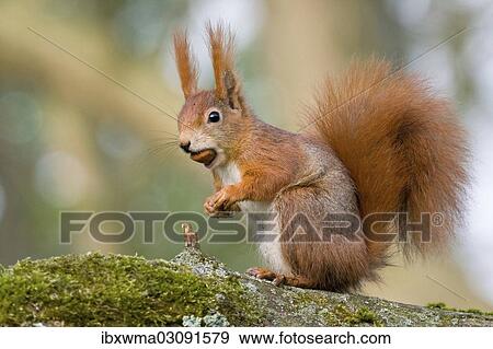 "Eurasian Red Squirrel (Sciurus vulgaris), sitting with a hazelnut in its mouth, North Hesse, Hesse, Germany, Europe" View Large Photo Image Stock Photo - "Eurasian Red Squirrel (Sciurus vulgaris), sitting with a hazelnut in its mouth, North Hesse, Hesse, Germany, Europe". Fotosearch