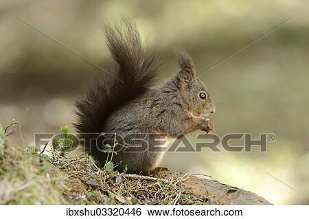 "Eurasian Red Squirrel (Sciurus vulgaris) during feeding, Graubunden, Canton of Graubunden, Switzerland, Europe" View Large Photo Image Stock Photograph - "Eurasian Red Squirrel (Sciurus vulgaris) during feeding, Graubunden, Canton of Graubunden, Switzerland, Europe". Fotosearch