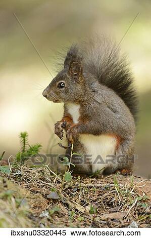 "Eurasian Red Squirrel (Sciurus vulgaris), Graubunden, Canton of Graubunden, Switzerland, Europe" View Large Photo Image Stock Photography - "Eurasian Red Squirrel (Sciurus vulgaris), Graubunden, Canton of Graubunden, Switzerland, Europe". Fotosearch