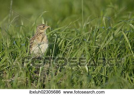 "Eurasian Skylark (Alauda arvensis), juvenile, Texel, The Netherlands, Europe" View Large Photo Image Stock Photograph - "Eurasian Skylark (Alauda arvensis), juvenile, Texel, The Netherlands, Europe". Fotosearch