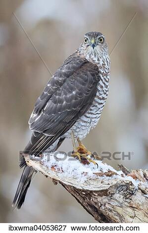 Stock Photo - "Eurasian Sparrowhawk (Accipiter nisus), adult female perched on snow-covered deadwood, Hesse, Germany, Europe". Fotosearch