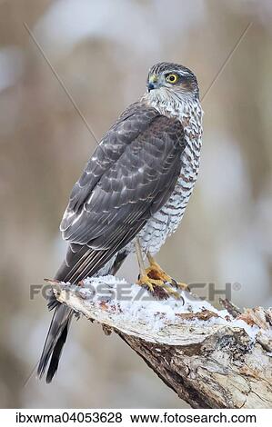 "Eurasian Sparrowhawk (Accipiter nisus), adult female perched on snow-covered deadwood, Hesse, Germany, Europe" View Large Photo Image Stock Photo - "Eurasian Sparrowhawk (Accipiter nisus), adult female perched on snow-covered deadwood, Hesse, Germany, Europe". Fotosearch