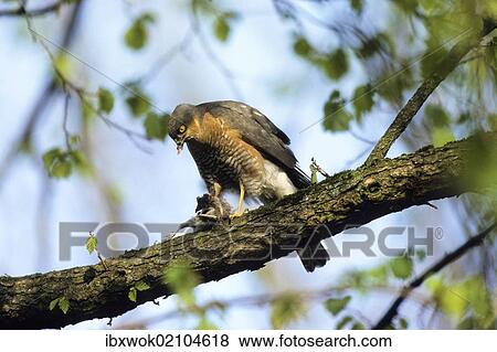 "Eurasian Sparrowhawk (Accipiter nisus), male with prey, plucking, Upper Bavaria, Bavaria, Germany, Europe" View Large Photo Image Stock Photo - "Eurasian Sparrowhawk (Accipiter nisus), male with prey, plucking, Upper Bavaria, Bavaria, Germany, Europe". Fotosearch
