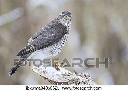 "Eurasian Sparrowhawk (Accipiter nisus), adult female perched on snow-covered deadwood, Hesse, Germany, Europe" View Large Photo Image Stock Photography - "Eurasian Sparrowhawk (Accipiter nisus), adult female perched on snow-covered deadwood, Hesse, Germany, Europe". Fotosearch
