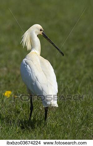 "Eurasian Spoonbill or Common Spoonbill (Platalea leucorodia), Waal en Burg nature reserve, Texel, West Frisian Islands, province of North Holland, The Netherlands, Europe" View Large Photo Image Picture - "Eurasian Spoonbill or Common Spoonbill (Platalea leucorodia), Waal en Burg nature reserve, Texel, West Frisian Islands, province of North Holland, The Netherlands, Europe". Fotosearch