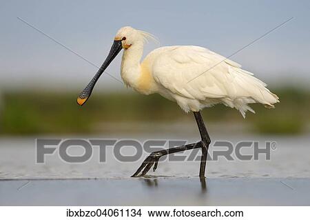 "Eurasian Spoonbill or Common Spoonbill (Platalea leucorodia) foraging for food, Kiskunsag National Park, Southeastern Hungary, Hungary, Europe" View Large Photo Image Picture - "Eurasian Spoonbill or Common Spoonbill (Platalea leucorodia) foraging for food, Kiskunsag National Park, Southeastern Hungary, Hungary, Europe". Fotosearch