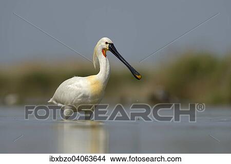 "Eurasian Spoonbill or Common Spoonbill (Platalea leucorodia), foraging in shallow water, Kiskunsag National Park, Southeastern Hungary, Hungary, Europe" View Large Photo Image Picture - "Eurasian Spoonbill or Common Spoonbill (Platalea leucorodia), foraging in shallow water, Kiskunsag National Park, Southeastern Hungary, Hungary, Europe". Fotosearch