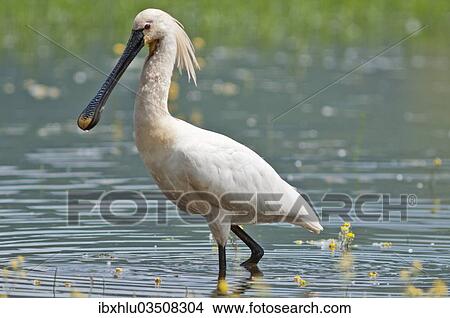 "Eurasian Spoonbill or Common Spoonbill (Platalea leucorodia) foraging for food, Lake Kerkini, Central Macedonia, Greece, Europe" View Large Photo Image Picture - "Eurasian Spoonbill or Common Spoonbill (Platalea leucorodia) foraging for food, Lake Kerkini, Central Macedonia, Greece, Europe". Fotosearch