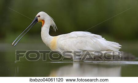 "Eurasian Spoonbill or Common Spoonbill (Platalea leucorodia) foraging for food, Kiskunsag National Park, Southeastern Hungary, Hungary, Europe" View Large Photo Image Stock Image - "Eurasian Spoonbill or Common Spoonbill (Platalea leucorodia) foraging for food, Kiskunsag National Park, Southeastern Hungary, Hungary, Europe". Fotosearch