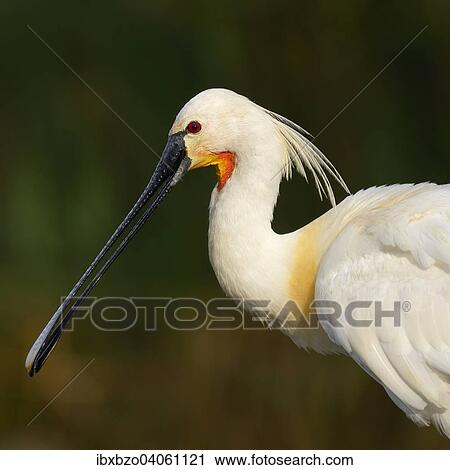 "Eurasian Spoonbill or Common Spoonbill (Platalea leucorodia), adult, Kiskunsag National Park, Southeastern Hungary, Hungary, Europe" View Large Photo Image Stock Image - "Eurasian Spoonbill or Common Spoonbill (Platalea leucorodia), adult, Kiskunsag National Park, Southeastern Hungary, Hungary, Europe". Fotosearch