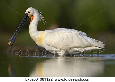 "Eurasian Spoonbill or Common Spoonbill (Platalea leucorodia) foraging for food, Kiskunsag National Park, Southeastern Hungary, Hungary, Europe" View Large Photo Image Stock Image - "Eurasian Spoonbill or Common Spoonbill (Platalea leucorodia) foraging for food, Kiskunsag National Park, Southeastern Hungary, Hungary, Europe". Fotosearch