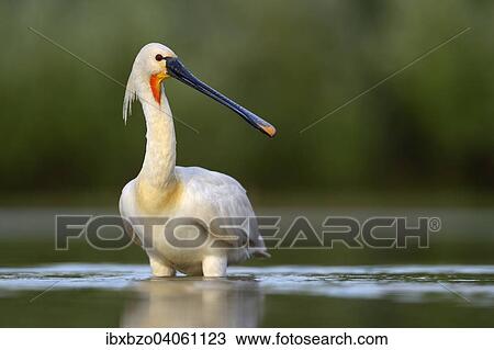 "Eurasian Spoonbill or Common Spoonbill (Platalea leucorodia), foraging for food, Kiskunsag National Park, Southeastern Hungary, Hungary, Europe" View Large Photo Image Stock Image - "Eurasian Spoonbill or Common Spoonbill (Platalea leucorodia), foraging for food, Kiskunsag National Park, Southeastern Hungary, Hungary, Europe". Fotosearch