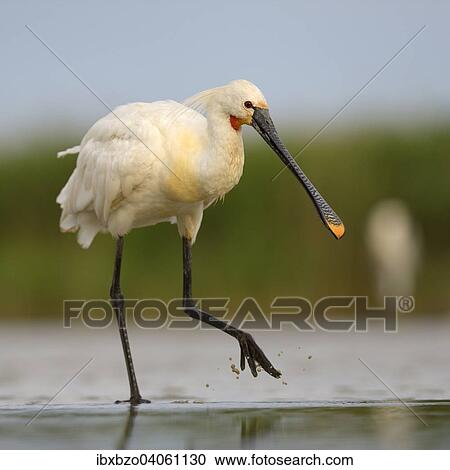 "Eurasian Spoonbill or Common Spoonbill (Platalea leucorodia) foraging for food, Kiskunsag National Park, Southeastern Hungary, Hungary, Europe" View Large Photo Image Stock Image - "Eurasian Spoonbill or Common Spoonbill (Platalea leucorodia) foraging for food, Kiskunsag National Park, Southeastern Hungary, Hungary, Europe". Fotosearch