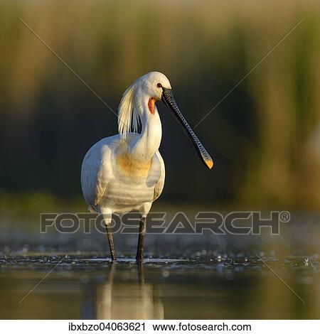 "Eurasian Spoonbill or Common Spoonbill (Platalea leucorodia) foraging for food in the morning light, Kiskunsag National Park, Southeastern Hungary, Hungary, Europe" View Large Photo Image Stock Image - "Eurasian Spoonbill or Common Spoonbill (Platalea leucorodia) foraging for food in the morning light, Kiskunsag National Park, Southeastern Hungary, Hungary, Europe". Fotosearch