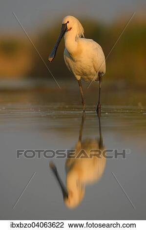 "Eurasian Spoonbill or Common Spoonbill (Platalea leucorodia), with reflection in the morning light, Kiskunsag National Park, Southeastern Hungary, Hungary, Europe" View Large Photo Image Stock Image - "Eurasian Spoonbill or Common Spoonbill (Platalea leucorodia), with reflection in the morning light, Kiskunsag National Park, Southeastern Hungary, Hungary, Europe". Fotosearch