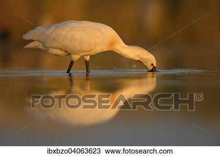 "Eurasian Spoonbill or Common Spoonbill (Platalea leucorodia) foraging for food in the morning light, with reflection, Kiskunsag National Park, Southeastern Hungary, Hungary, Europe" View Large Photo Image Stock Image - "Eurasian Spoonbill or Common Spoonbill (Platalea leucorodia) foraging for food in the morning light, with reflection, Kiskunsag National Park, Southeastern Hungary, Hungary, Europe". Fotosearch