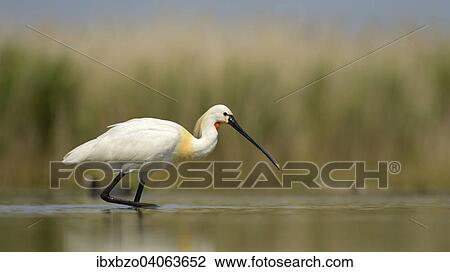 "Eurasian Spoonbill or Common Spoonbill (Platalea leucorodia), foraging in shallow water, Kiskunsag National Park, Southeastern Hungary, Hungary, Europe" View Large Photo Image Stock Image - "Eurasian Spoonbill or Common Spoonbill (Platalea leucorodia), foraging in shallow water, Kiskunsag National Park, Southeastern Hungary, Hungary, Europe". Fotosearch