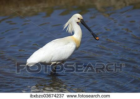 "Eurasian Spoonbill or Common Spoonbill (Platalea leucorodia) foraging for food, Wagejot nature reserve, Texel, West Frisian Islands, province of North Holland, The Netherlands, Europe" View Large Photo Image Stock Photo - "Eurasian Spoonbill or Common Spoonbill (Platalea leucorodia) foraging for food, Wagejot nature reserve, Texel, West Frisian Islands, province of North Holland, The Netherlands, Europe". Fotosearch