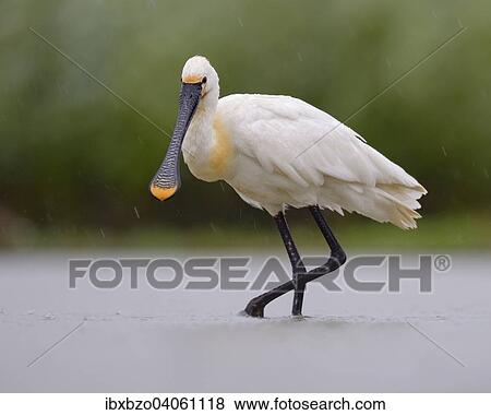 "Eurasian Spoonbill or Common Spoonbill (Platalea leucorodia) foraging for food in the rain, Kiskunsag National Park, Southeastern Hungary, Hungary, Europe" View Large Photo Image Stock Photo - "Eurasian Spoonbill or Common Spoonbill (Platalea leucorodia) foraging for food in the rain, Kiskunsag National Park, Southeastern Hungary, Hungary, Europe". Fotosearch