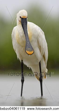 "Eurasian Spoonbill or Common Spoonbill (Platalea leucorodia) foraging for food in the rain, Kiskunsag National Park, Southeastern Hungary, Hungary, Europe" View Large Photo Image Stock Photo - "Eurasian Spoonbill or Common Spoonbill (Platalea leucorodia) foraging for food in the rain, Kiskunsag National Park, Southeastern Hungary, Hungary, Europe". Fotosearch