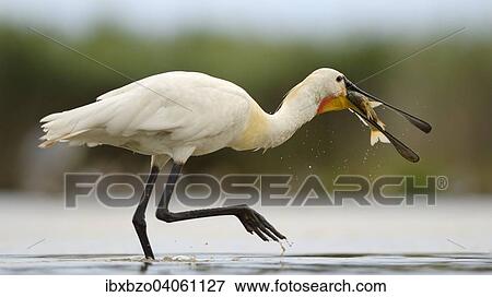 "Eurasian Spoonbill or Common Spoonbill (Platalea leucorodia), devouring its prey, Kiskunsag National Park, Southeastern Hungary, Hungary, Europe" View Large Photo Image Stock Photo - "Eurasian Spoonbill or Common Spoonbill (Platalea leucorodia), devouring its prey, Kiskunsag National Park, Southeastern Hungary, Hungary, Europe". Fotosearch