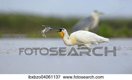 "Eurasian Spoonbill or Common Spoonbill (Platalea leucorodia), devouring its prey, Kiskunsag National Park, Southeastern Hungary, Hungary, Europe" View Large Photo Image Stock Photo - "Eurasian Spoonbill or Common Spoonbill (Platalea leucorodia), devouring its prey, Kiskunsag National Park, Southeastern Hungary, Hungary, Europe". Fotosearch