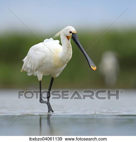 Stock Photo - "Eurasian Spoonbill or Common Spoonbill (Platalea leucorodia) foraging for food, Kiskunsag National Park, Southeastern Hungary, Hungary, Europe". Fotosearch