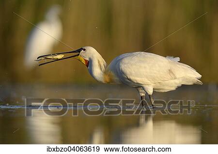 "Eurasian Spoonbill or Common Spoonbill (Platalea leucorodia) devouring its prey, Kiskunsag National Park, Southeastern Hungary, Hungary, Europe" View Large Photo Image Stock Photo - "Eurasian Spoonbill or Common Spoonbill (Platalea leucorodia) devouring its prey, Kiskunsag National Park, Southeastern Hungary, Hungary, Europe". Fotosearch
