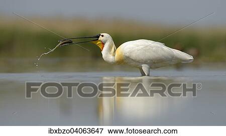 "Eurasian Spoonbill or Common Spoonbill (Platalea leucorodia) foraging for food, Kiskunsag National Park, Southeastern Hungary, Hungary, Europe" View Large Photo Image Stock Photo - "Eurasian Spoonbill or Common Spoonbill (Platalea leucorodia) foraging for food, Kiskunsag National Park, Southeastern Hungary, Hungary, Europe". Fotosearch