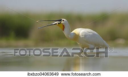 "Eurasian Spoonbill or Common Spoonbill (Platalea leucorodia) devouring its prey, Kiskunsag National Park, Southeastern Hungary, Hungary, Europe" View Large Photo Image Stock Photo - "Eurasian Spoonbill or Common Spoonbill (Platalea leucorodia) devouring its prey, Kiskunsag National Park, Southeastern Hungary, Hungary, Europe". Fotosearch