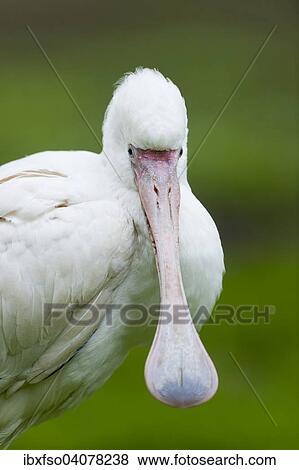 "Eurasian Spoonbill or Common Spoonbill (Platalea leucorodia), young bird, captive, Thuringia, Germany, Europe" View Large Photo Image Stock Photo - "Eurasian Spoonbill or Common Spoonbill (Platalea leucorodia), young bird, captive, Thuringia, Germany, Europe". Fotosearch