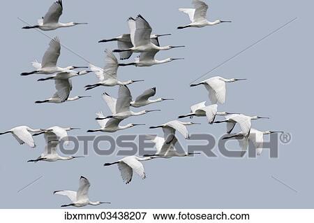 "Eurasian Spoonbill or Common Spoonbill (Platalea leucorodia) flock with young birds during the autumn migration, East Frisian Islands, East Frisia, Lower Saxony, Germany, Europe" View Large Photo Image Stock Photo - "Eurasian Spoonbill or Common Spoonbill (Platalea leucorodia) flock with young birds during the autumn migration, East Frisian Islands, East Frisia, Lower Saxony, Germany, Europe". Fotosearch
