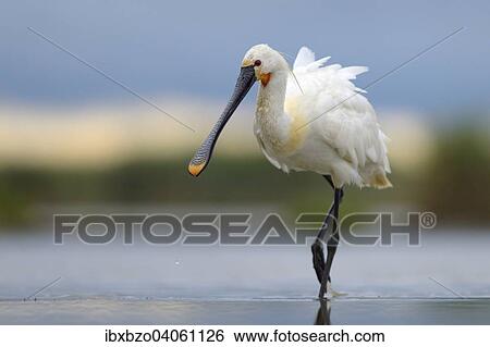 "Eurasian Spoonbill or Common Spoonbill (Platalea leucorodia) foraging for food, Kiskunsag National Park, Southeastern Hungary, Hungary, Europe" View Large Photo Image Stock Photograph - "Eurasian Spoonbill or Common Spoonbill (Platalea leucorodia) foraging for food, Kiskunsag National Park, Southeastern Hungary, Hungary, Europe". Fotosearch