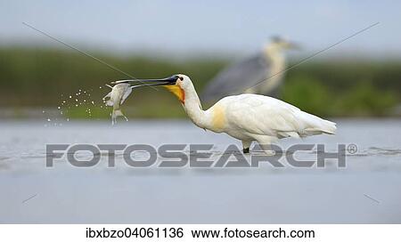 "Eurasian Spoonbill or Common Spoonbill (Platalea leucorodia), devouring its prey, Kiskunsag National Park, Southeastern Hungary, Hungary, Europe" View Large Photo Image Stock Photograph - "Eurasian Spoonbill or Common Spoonbill (Platalea leucorodia), devouring its prey, Kiskunsag National Park, Southeastern Hungary, Hungary, Europe". Fotosearch