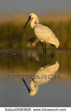 "Eurasian Spoonbill or Common Spoonbill (Platalea leucorodia), with reflection in the morning light, Kiskunsag National Park, Southeastern Hungary, Hungary, Europe" View Large Photo Image Stock Photograph - "Eurasian Spoonbill or Common Spoonbill (Platalea leucorodia), with reflection in the morning light, Kiskunsag National Park, Southeastern Hungary, Hungary, Europe". Fotosearch