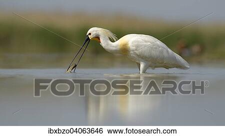 Stock Photograph - "Eurasian Spoonbill or Common Spoonbill (Platalea leucorodia), foraging for food, Kiskunsag National Park, Southeastern Hungary, Hungary, Europe". Fotosearch