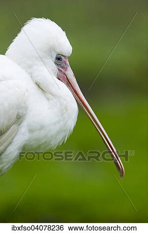 "Eurasian Spoonbill or Common Spoonbill (Platalea leucorodia), young bird, captive, Thuringia, Germany, Europe" View Large Photo Image Stock Photograph - "Eurasian Spoonbill or Common Spoonbill (Platalea leucorodia), young bird, captive, Thuringia, Germany, Europe". Fotosearch