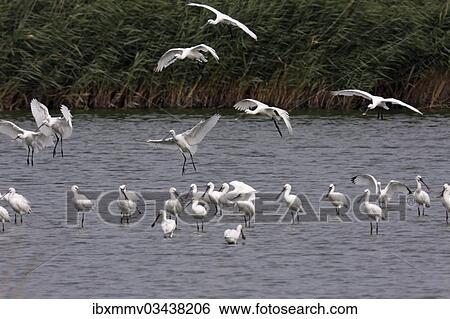 Stock Photograph - "Eurasian Spoonbill or Common Spoonbill (Platalea leucorodia) flock with young birds during the autumn migration, East Frisian Islands, East Frisia, Lower Saxony, Germany, Europe". Fotosearch