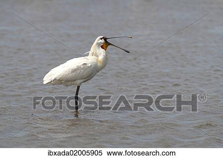 "Eurasian Spoonbill or Common Spoonbill (Platalea leucorodia), adult bird standing in shallow water, yawning, Camargue, France, Europe" View Large Photo Image Stock Photography - "Eurasian Spoonbill or Common Spoonbill (Platalea leucorodia), adult bird standing in shallow water, yawning, Camargue, France, Europe". Fotosearch