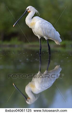 "Eurasian Spoonbill or Common Spoonbill (Platalea leucorodia), with reflection, National Park Kiskunsag, Southeastern Hungary, Hungary, Europe" View Large Photo Image Stock Photography - "Eurasian Spoonbill or Common Spoonbill (Platalea leucorodia), with reflection, National Park Kiskunsag, Southeastern Hungary, Hungary, Europe". Fotosearch