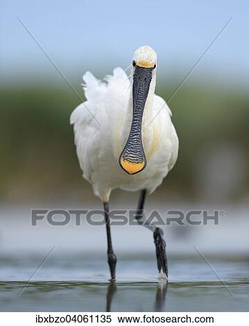 "Eurasian Spoonbill or Common Spoonbill (Platalea leucorodia) foraging for food, Kiskunsag National Park, Southeastern Hungary, Hungary, Europe" View Large Photo Image Stock Photography - "Eurasian Spoonbill or Common Spoonbill (Platalea leucorodia) foraging for food, Kiskunsag National Park, Southeastern Hungary, Hungary, Europe". Fotosearch