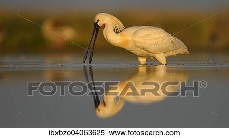 "Eurasian Spoonbill or Common Spoonbill (Platalea leucorodia) foraging for food in the morning light, with reflection, Kiskunsag National Park, Southeastern Hungary, Hungary, Europe" View Large Photo Image Stock Photography - "Eurasian Spoonbill or Common Spoonbill (Platalea leucorodia) foraging for food in the morning light, with reflection, Kiskunsag National Park, Southeastern Hungary, Hungary, Europe". Fotosearch