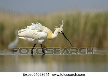 "Eurasian Spoonbill or Common Spoonbill (Platalea leucorodia), foraging in shallow water, Kiskunsag National Park, Southeastern Hungary, Hungary, Europe" View Large Photo Image Stock Photography - "Eurasian Spoonbill or Common Spoonbill (Platalea leucorodia), foraging in shallow water, Kiskunsag National Park, Southeastern Hungary, Hungary, Europe". Fotosearch