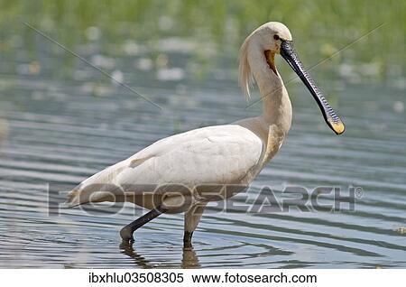 Stock Photography - "Eurasian Spoonbill or Common Spoonbill (Platalea leucorodia) foraging for food, Lake Kerkini, Central Macedonia, Greece, Europe". Fotosearch
