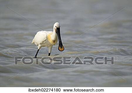"Eurasian spoonbill (Platalea leucorodia), Burgenland, Austria, Europe" View Large Photo Image Stock Image - "Eurasian spoonbill (Platalea leucorodia), Burgenland, Austria, Europe". Fotosearch