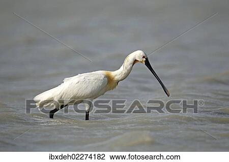 Stock Image - "Eurasian spoonbill (Platalea leucorodia), Burgenland, Austria, Europe". Fotosearch