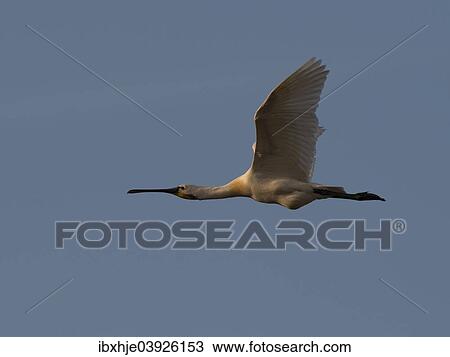 Stock Image - "Eurasian Spoonbill (Platalea leucorodia), Texel, West Frisian Islands, province of North Holland, Holland, The Netherlands, Europe". Fotosearch