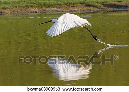 "Eurasian Spoonbill (Platalea leucorodia) taking off, Texel, North Holland, The Netherlands, Europe" View Large Photo Image Stock Image - "Eurasian Spoonbill (Platalea leucorodia) taking off, Texel, North Holland, The Netherlands, Europe". Fotosearch