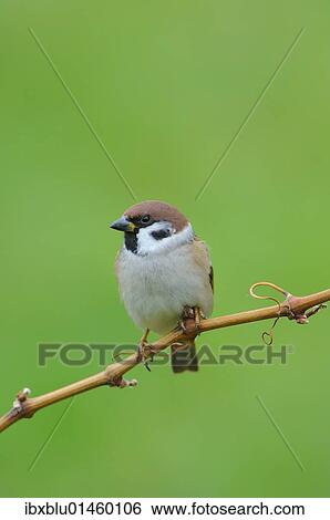 Eurasian Tree Sparrow (Passer montanus) View Large Photo Image Stock Photograph - Eurasian Tree Sparrow (Passer montanus). Fotosearch
